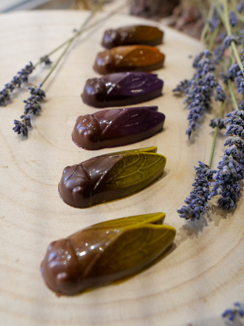 Nos cigales de Provence